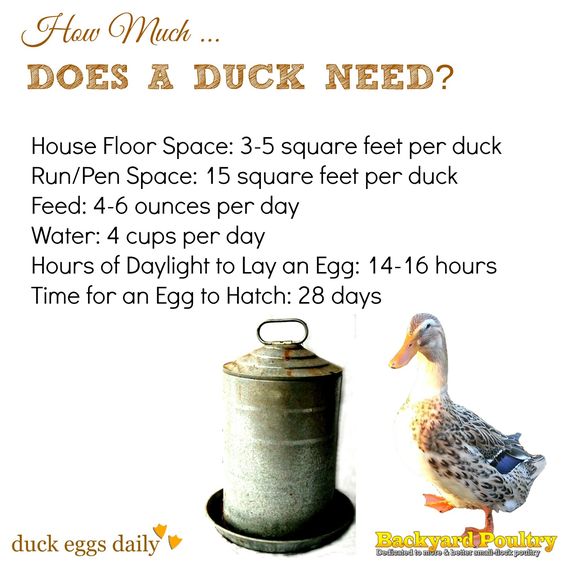 whatdoesaduckneed